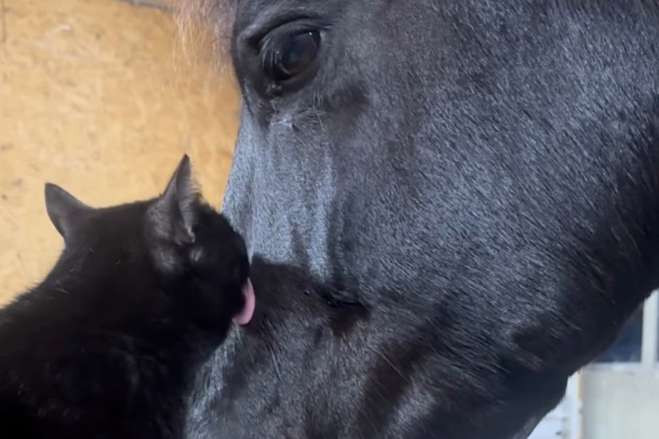 This black cat wanted to support her horsey friend.