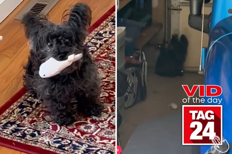 A little pup named Maggie holds her toy in her mouth as the smoke detector beeps. The strange noise has her literally shaking, until she hears sirens and runs to hide in the garage. 