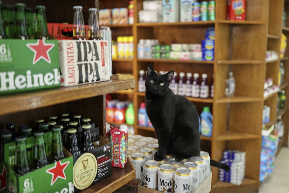 A cat named Ivy sits in a bodega corner store in New York City on December 12, 2025.