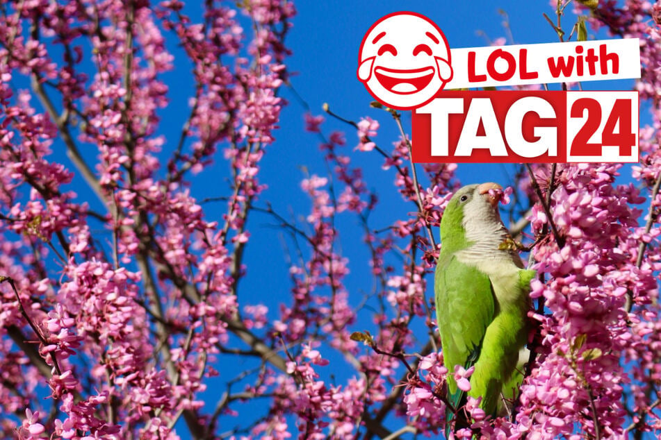 Today's Joke of the Day is taking flight.
