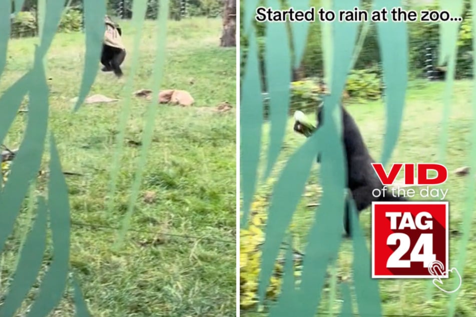 Viral Video of the Day for October 2, 2023: Two gorillas make a dash for cover right before rainstorm!