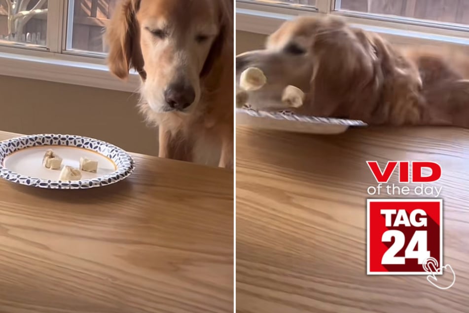 Viral Video of the Day for June 7, 2023: Golden retriever takes a hilarious tumble during snack time