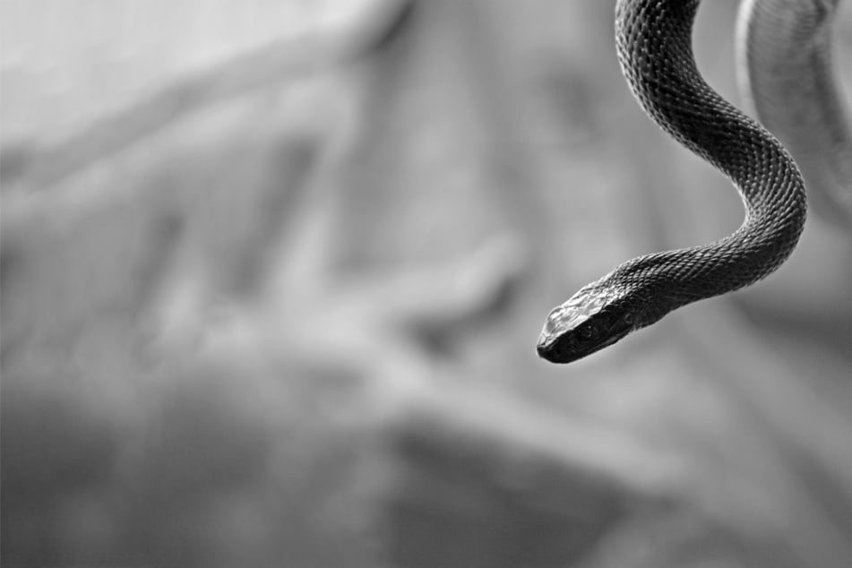 Most dangerous snake in the world: What and where?