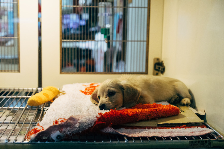 There is no home remedy to garlic poisoning in dogs – go to the vet.