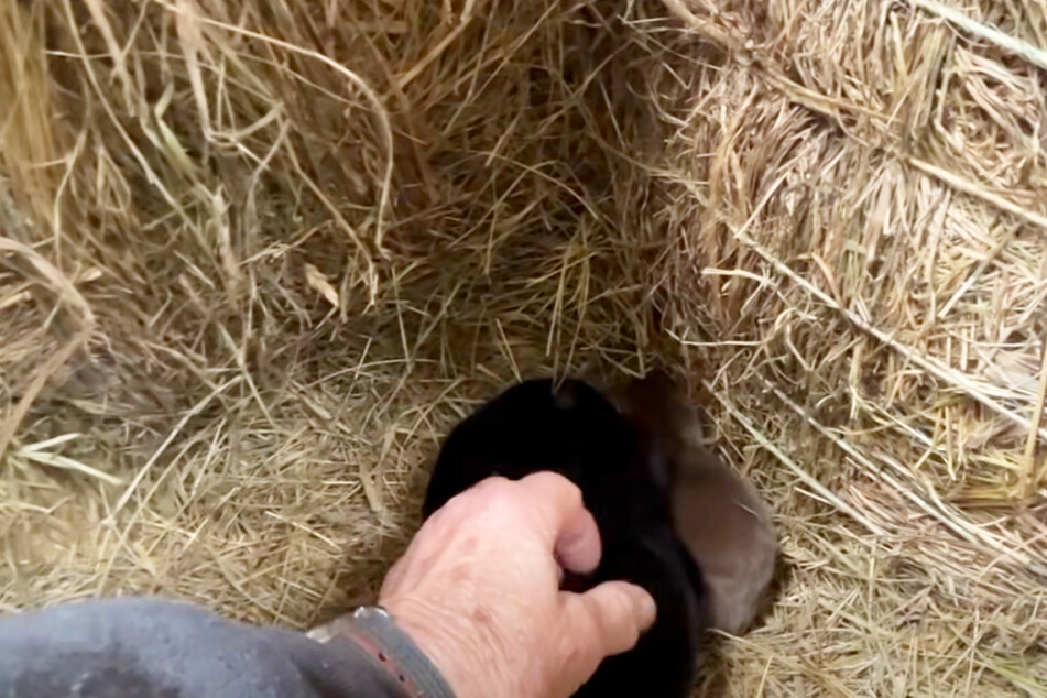 The farmer found the three puppies lying in the straw in his barn.