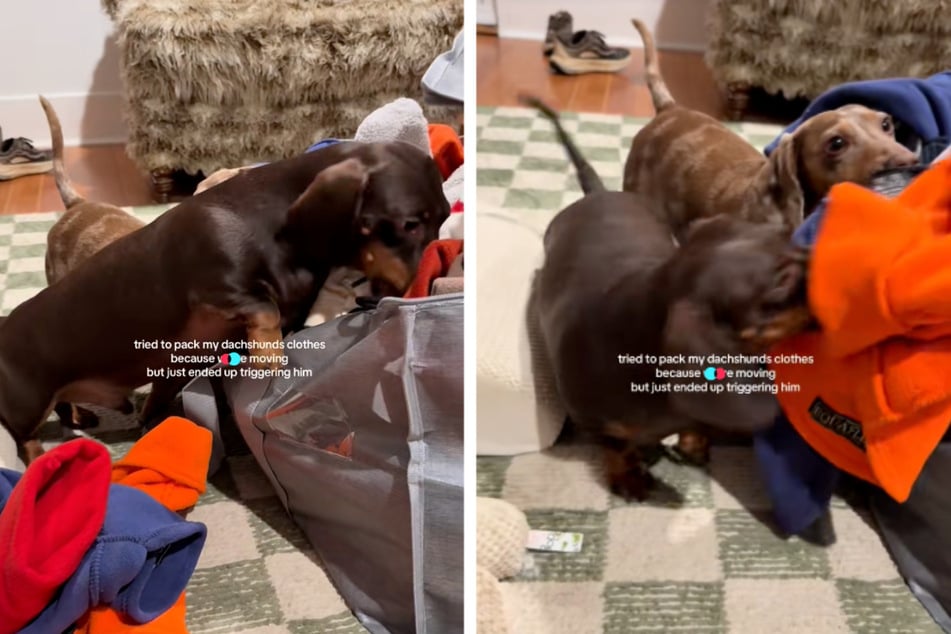 Dachshund hilariously tries to stop his owner from packing: "so much anger in his tiny body"