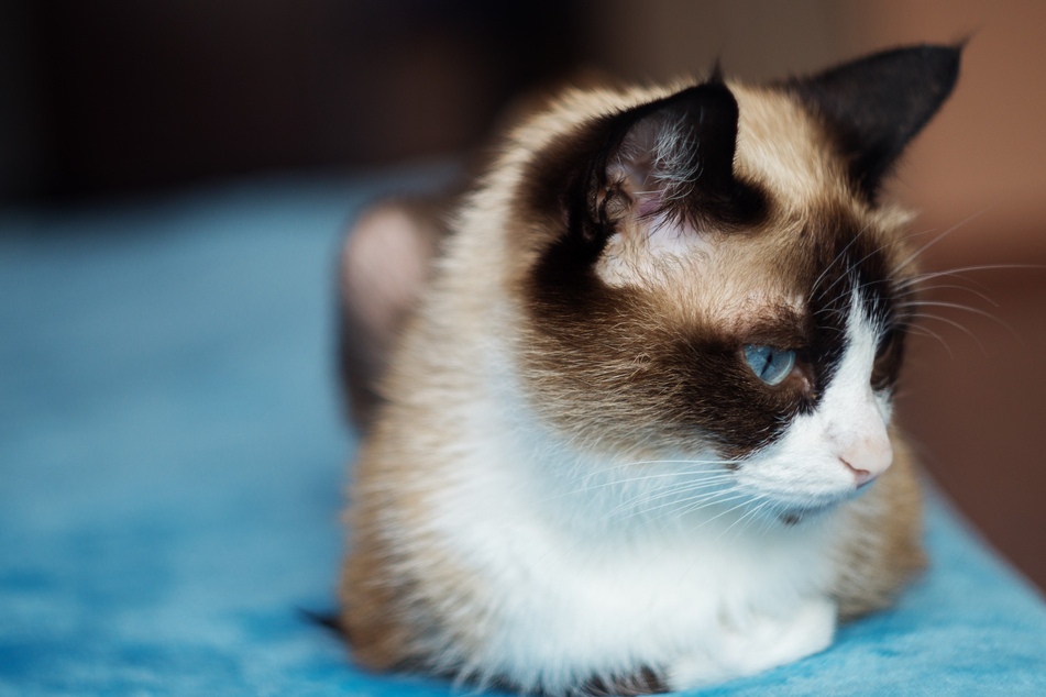 The snowshoe cat is known for its blue eyes and white paws.