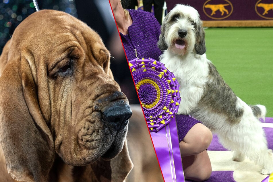 The most beautiful dogs of 2022 and 2023 are gorgeous in different ways.