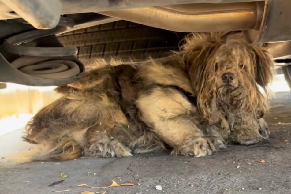 Jin the dog was hiding under a car when his rescuer appeared.