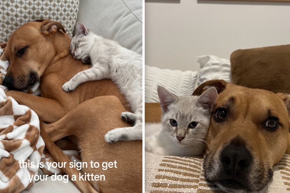 Actually one heart and one soul: dog Aubrey and tomcat Alfie.