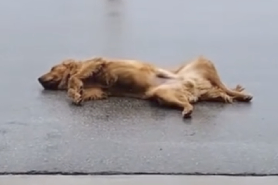 This stubborn Golden Retriever dog didn't feel like going home after a walk, so he threw a tantrum in protest.