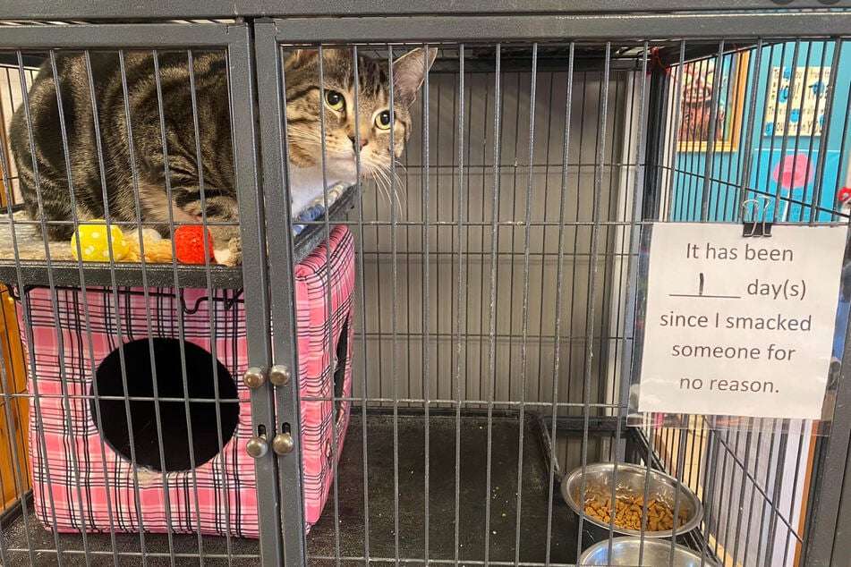 Employees counted the days Max would go without swatting with a sign on his cage - much to the delight of internet fans.