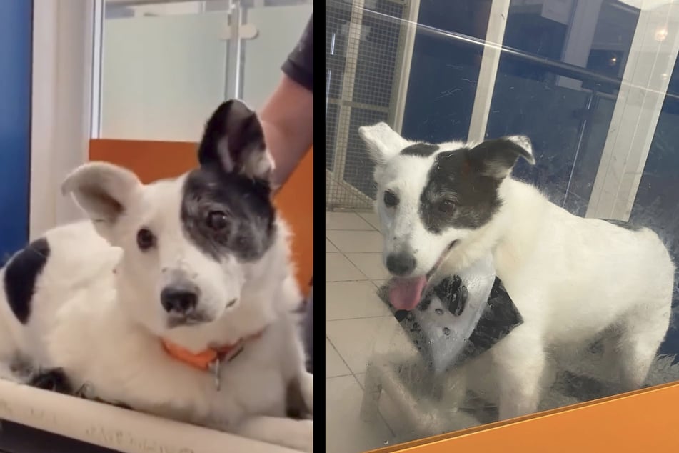 Jordan waited in vain to be picked up by his new family. He had even gotten dressed up nicely for that occasion with a bow tie!