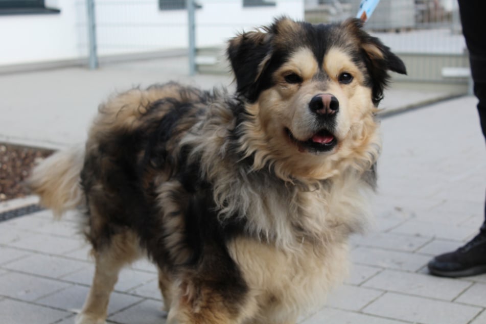 Prince the dog is looking for a new, loving home.