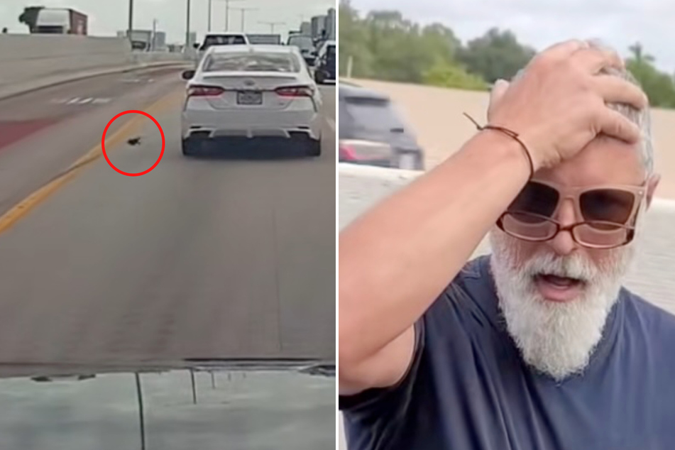 Kitten wanders into the middle of a highway – can this good Samaritan save him in time?