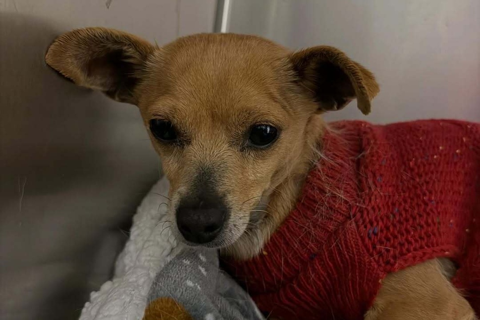 Now the rescue dog will finally get her well-deserved happy ending.