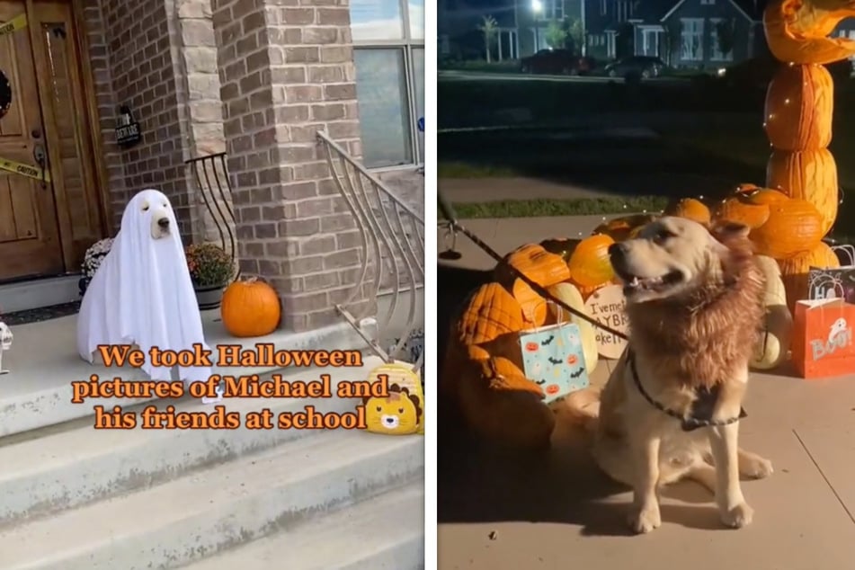 The Golden seems to be getting used to the idea of Halloween. Maybe being in costume has helped him conquer his fear.
