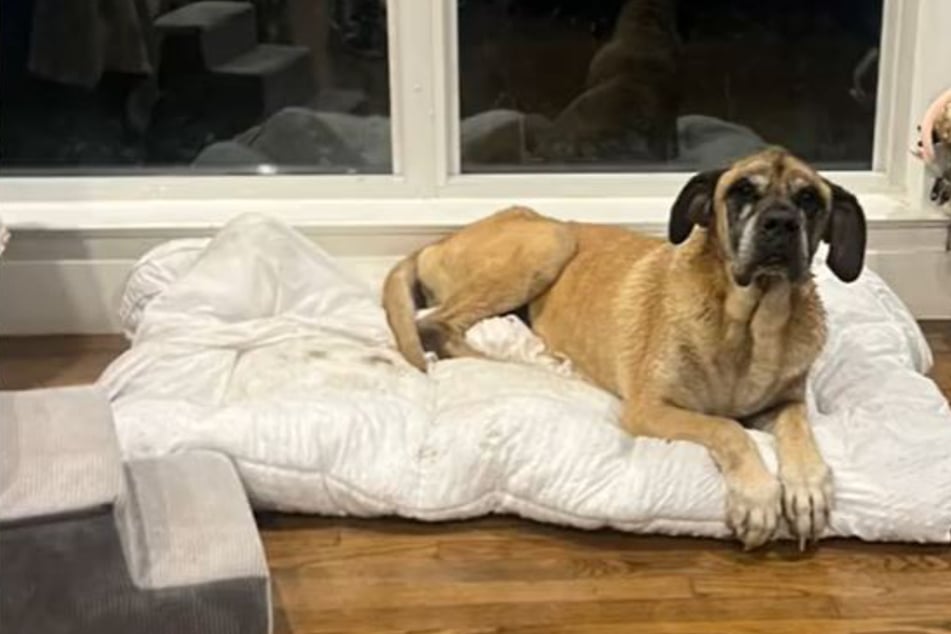 Texas woman miraculously reunites with her childhood dog for bittersweet ending