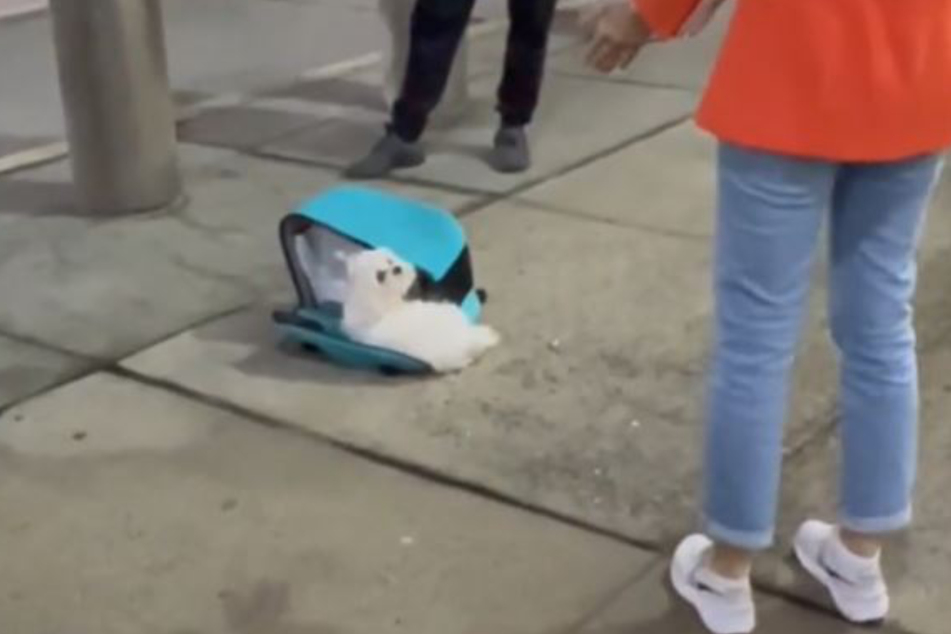 This little white dog from Ukraine was separated from his owner for two whole months!