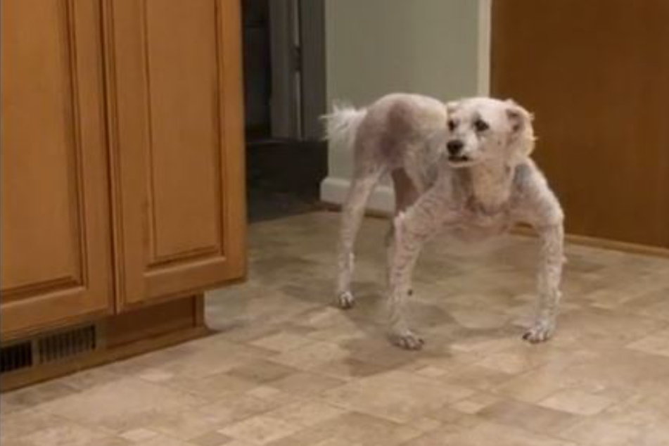 Dog creeps out millions of TikTok users with his spider-like legs