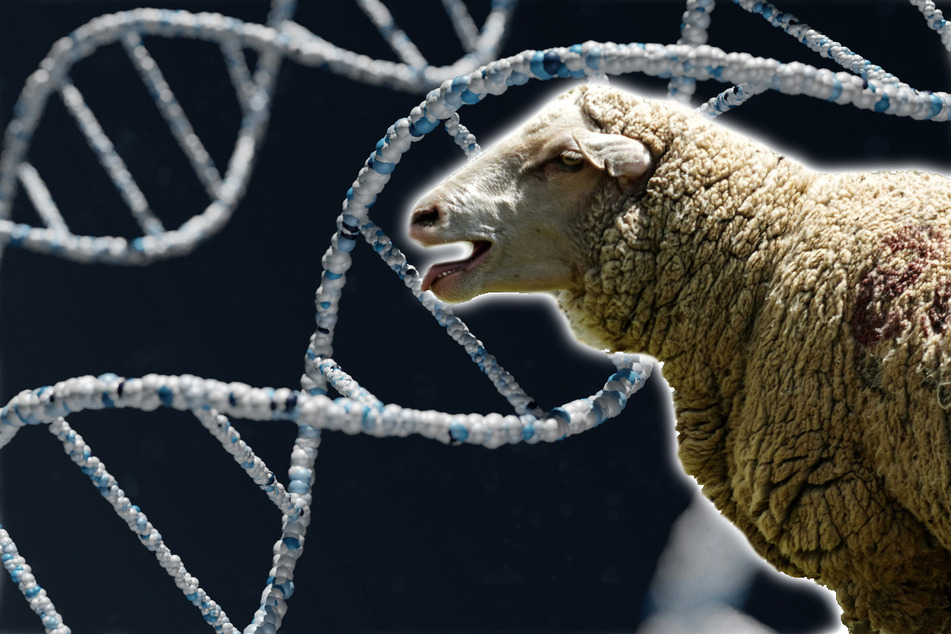 Baaahd move: Montana man pleads guilty for trying to breed giant hybrid sheep