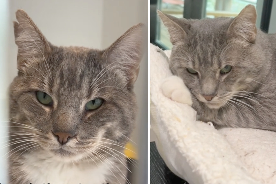 In 2023, this kitty was abandoned with five other cats in front of an animal shelter and has been waiting for the right home ever since.