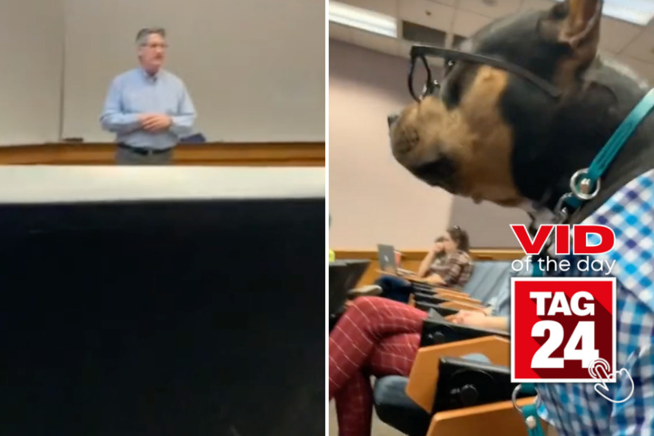 Viral Video of the Day for September 12, 2023: Student pit bull is best in class