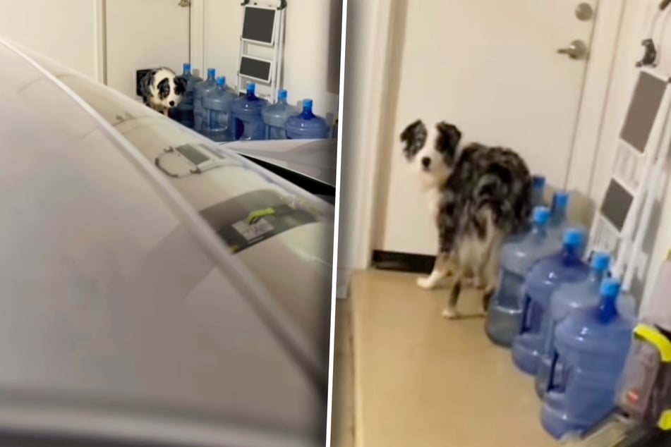 Dog tries to steal cat food: what happens when owners catch him triggers tears of laughter!
