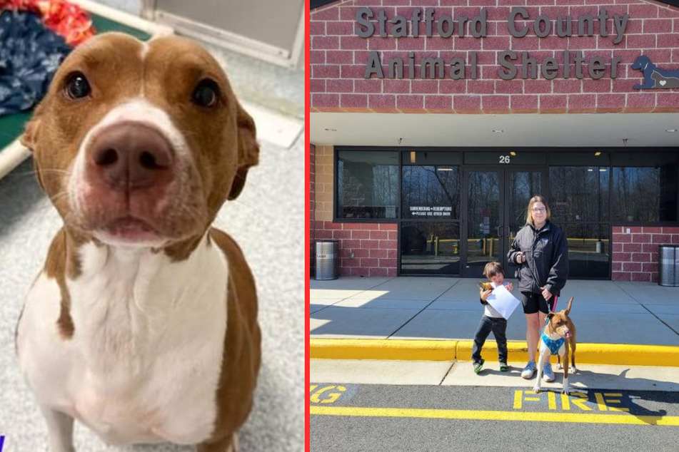 According to a post on social media, the four-legged friend has finally found its forever home.