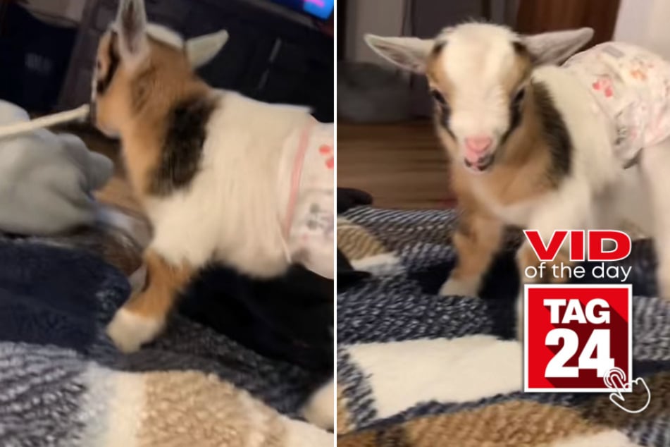 Viral Video of the Day for April 14, 2023: Adorable baby goat goes viral