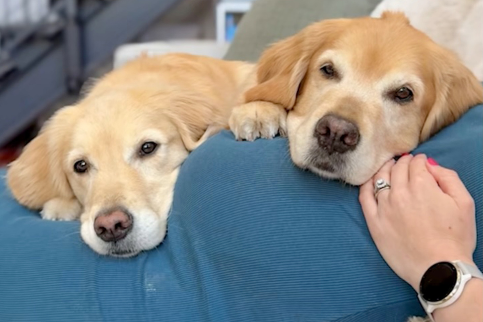 The furry companions rest their heads around Katie Bubolz's pregnant belly for one heartwarming photo!