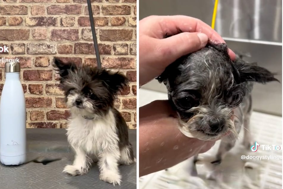 It was a doggie named Monroe's first time at the groomer.