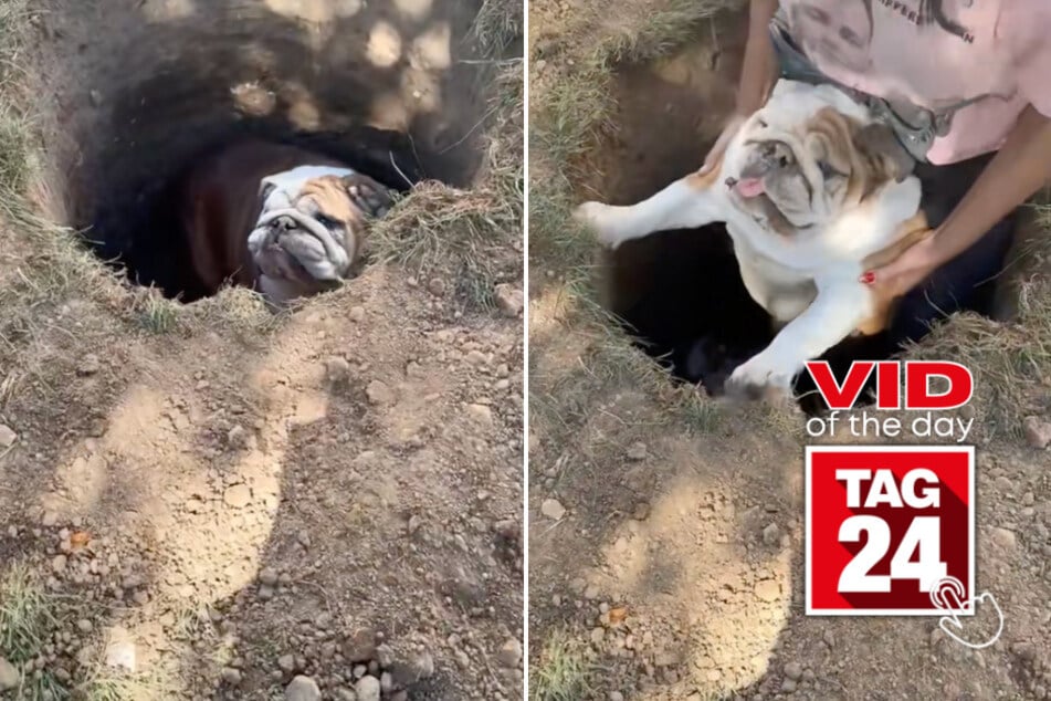 Viral Video of the Day for October 12, 2025: Clumsy dog can't stop falling into the same hole – literally!