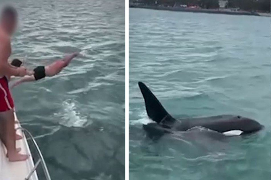 With a "body slam," the man tries to pounce on an orca calf. The mother (right picture) is only a few meters away.