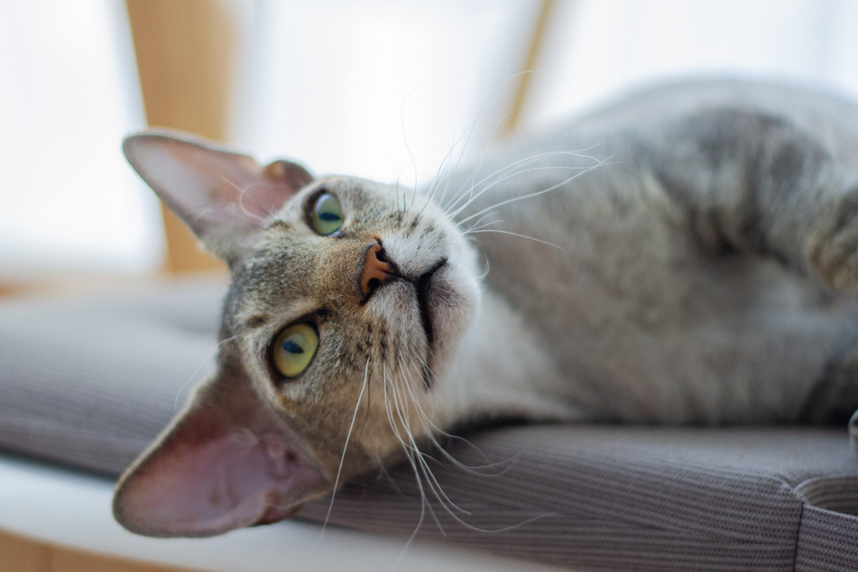 If you get a Devon rex, prepare yourself for an active and playful kitty.