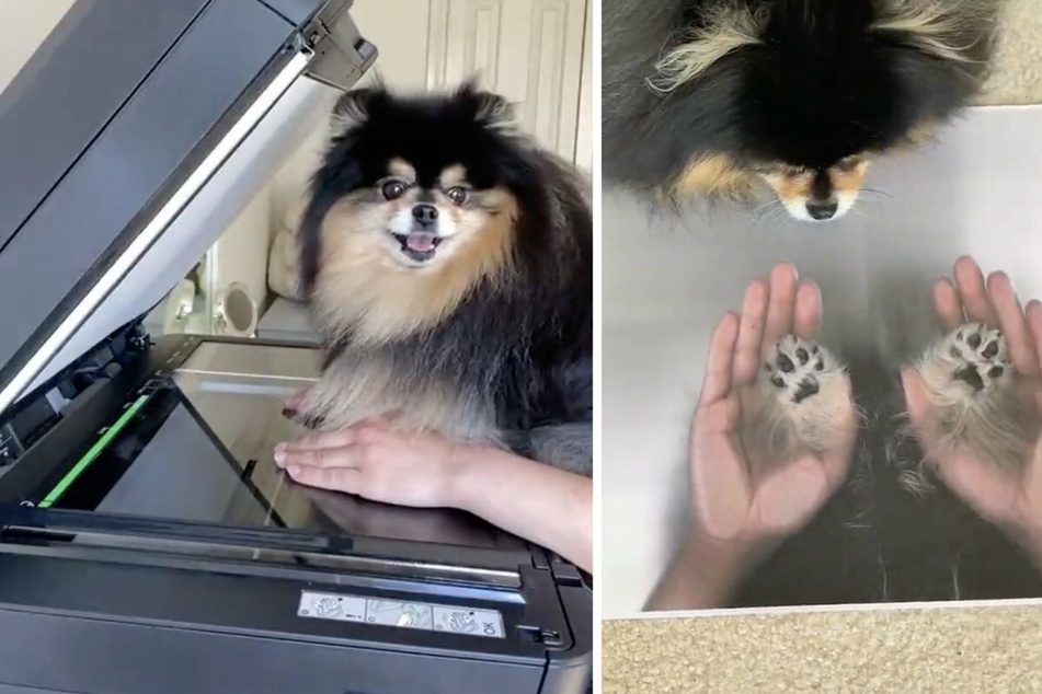 This dog paw and human hand photocopy went crazy viral!