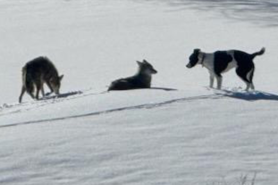 Ruger the dog lived with coyotes for a time, likely surviving the freezing winter only with their help.