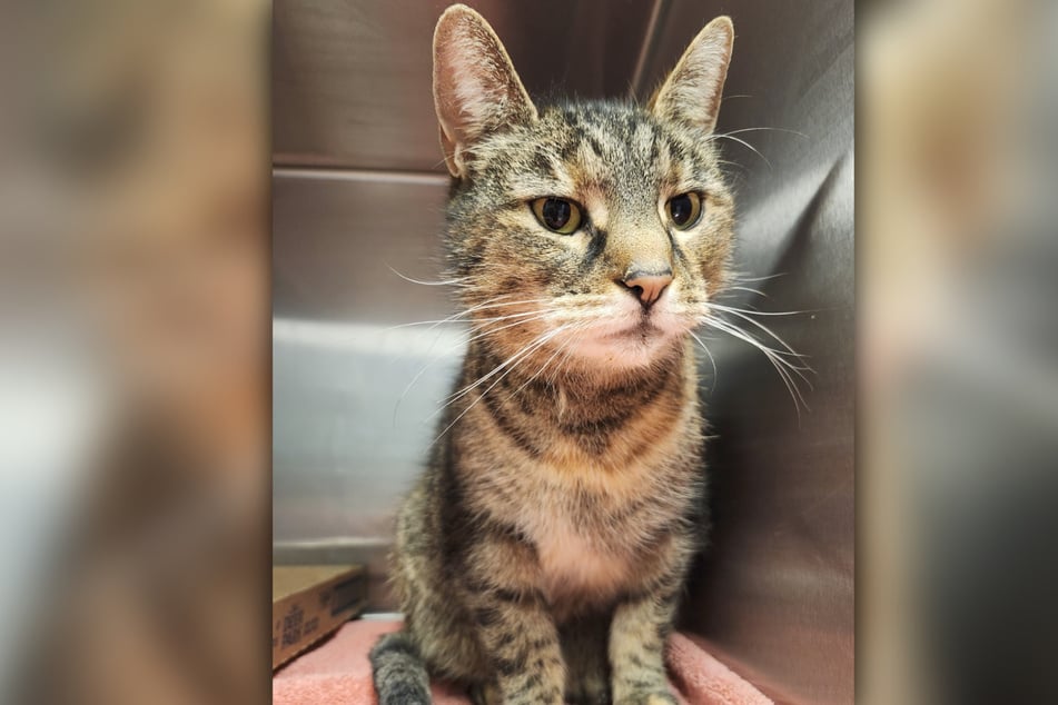 One day, Artemis the cat did not return home.