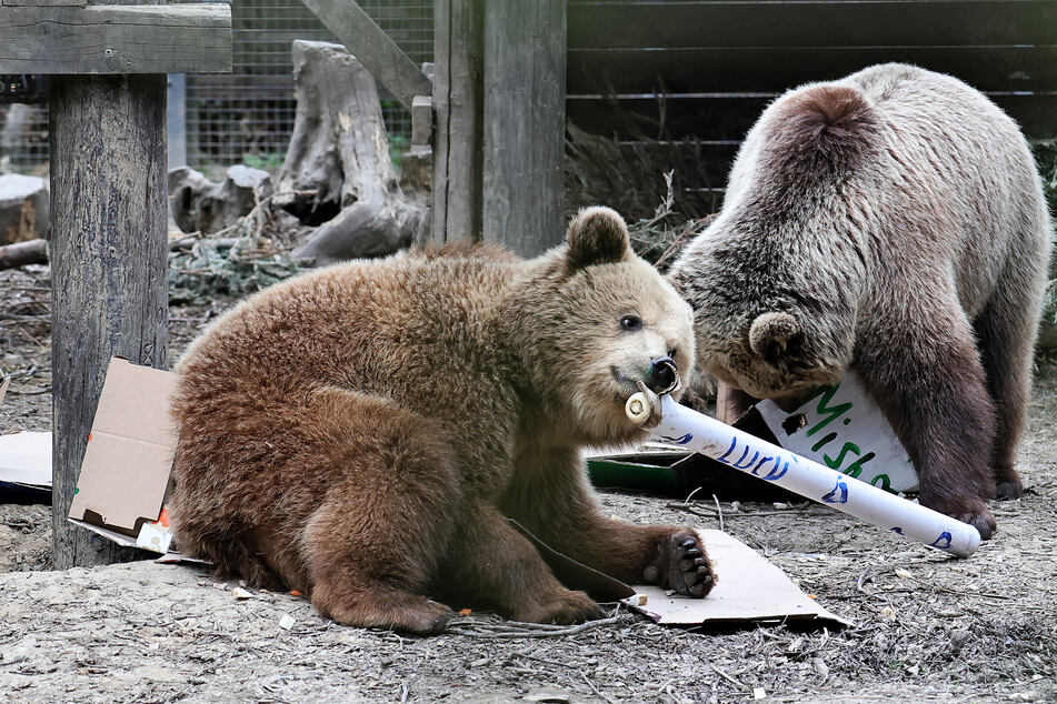 Young bears escape zoo – and break into grocery store's honey stash!