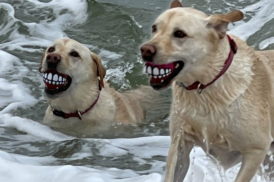 Dante's ball has teeth on it (collage).