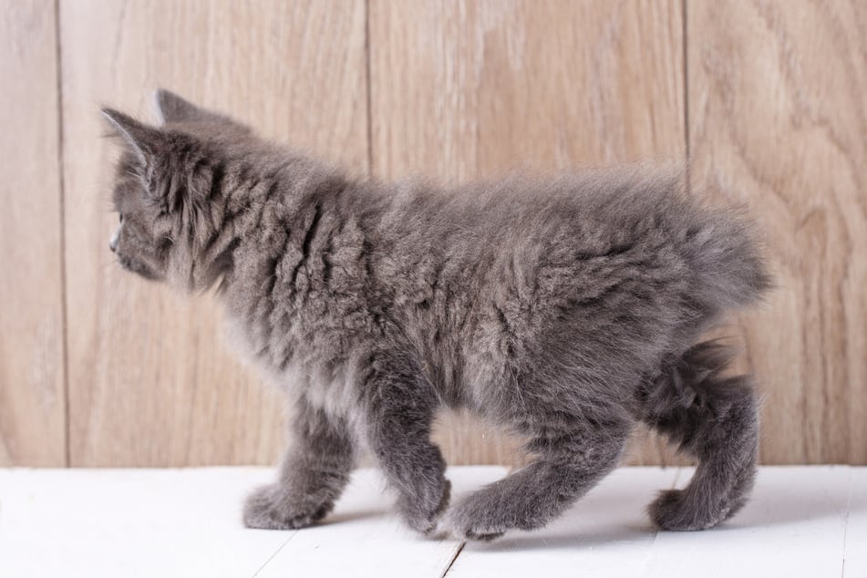 American bobtails are famous for the iconic and distinctive tails.