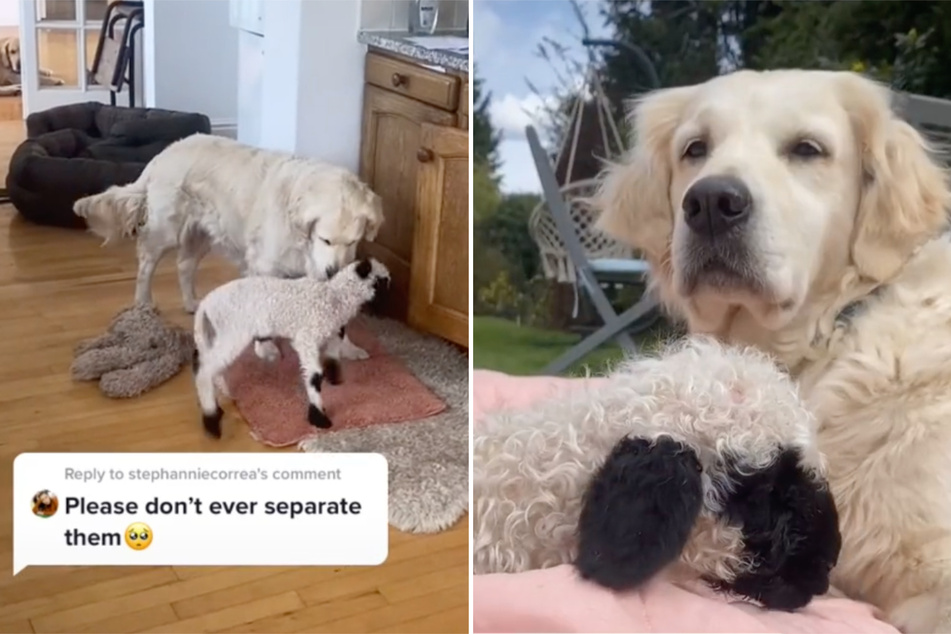 The coat color already fits: This dog mother has adopted a sheep, the two are a super cute duo.