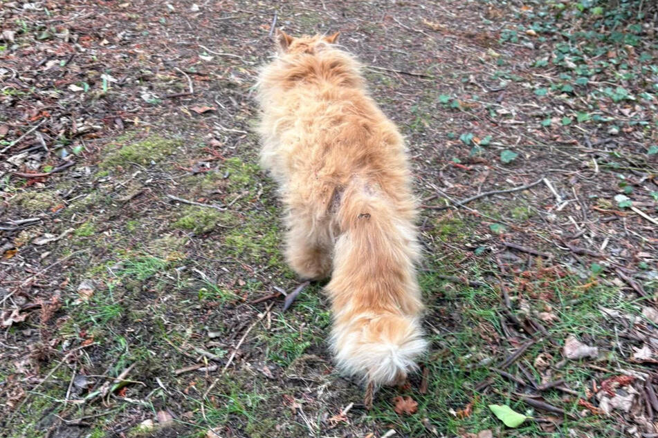 Wesley the cat initially ran off, but was soon found.