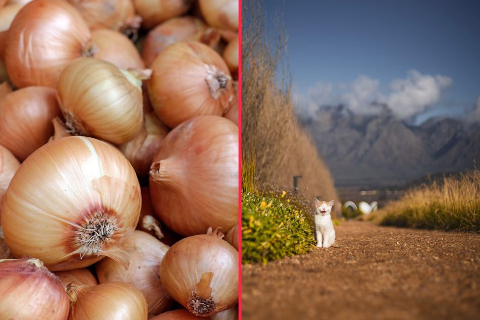 Your cat will cry from onions, and they'll get sick if they eat them.