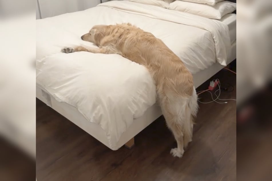 Every evening, this dog waits for her owner to lift her into bed.