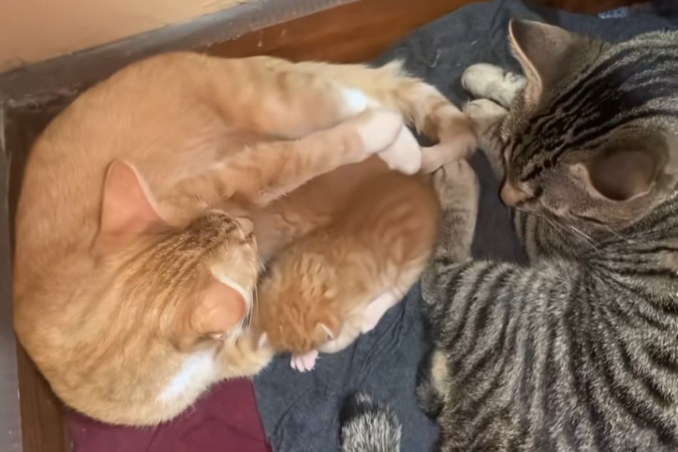 Moose the cat never leaves the kittens and mom Cheeto.