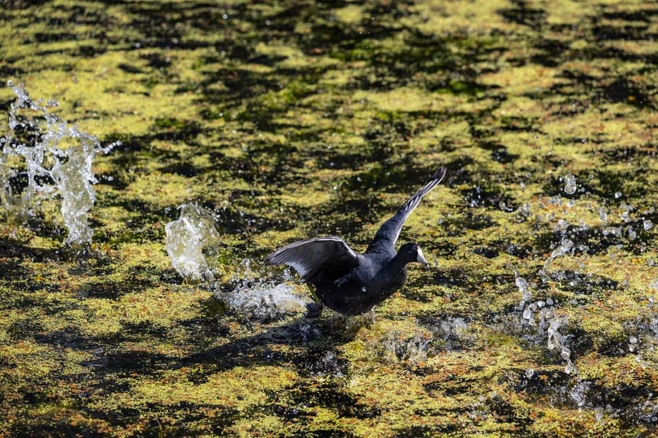 The federal governments no longer has the authority to protect many wetlands and marshes.