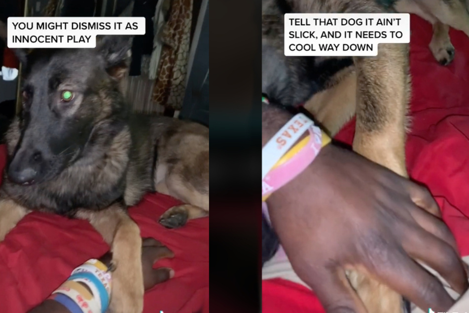 Dog trainer shares a surprising fact about cute canine behavior