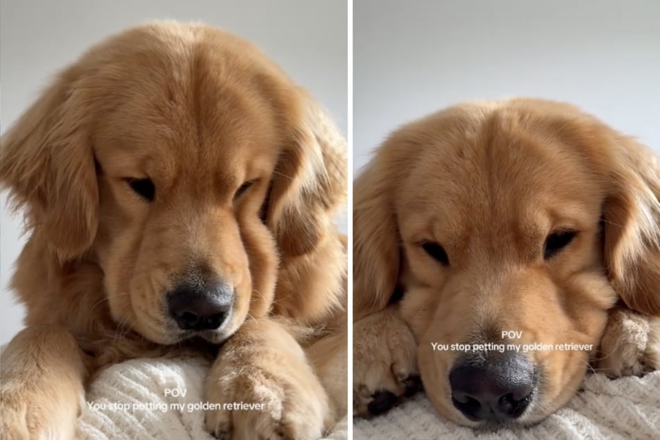 Zebby the Golden Retriever dog can hardly imagine anything better than being pet by his favorite person – preferably all day long!