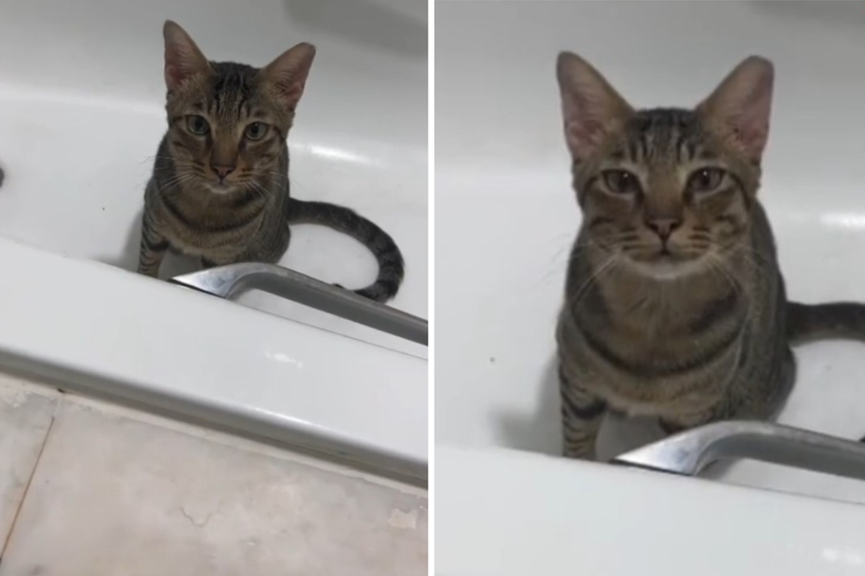 Lonely cat seeks comfort in heartwrenching TikTok video
